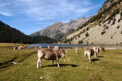 Animales en el apartamento o alrededores