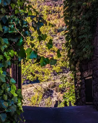 Jardín al aire libre en Cal Sodhi