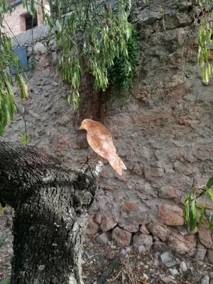 Animales en la casa o chalet o alrededores