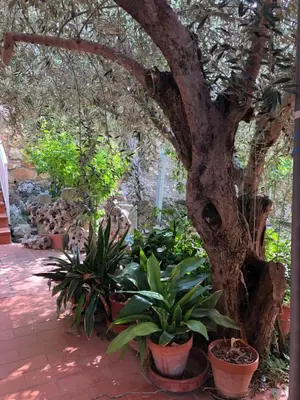 Jardín al aire libre en El Freginal