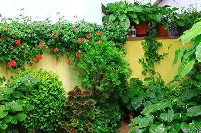Jardín al aire libre en Hostal Escartín