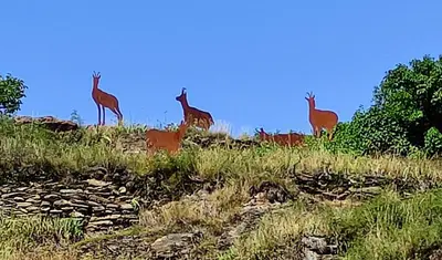 Animales en el apartamento o alrededores