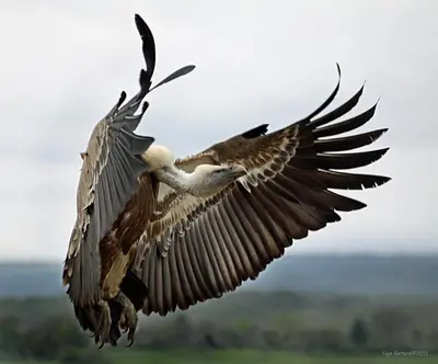 Animales en the country house o alrededores