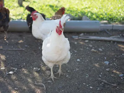 Animales en the country house o alrededores