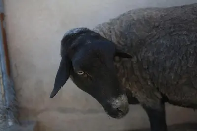 Animales en the country house o alrededores