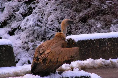 Animales en the country house o alrededores