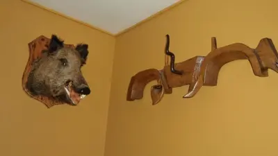 Animales en el hotel o alrededores