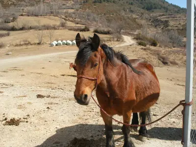 Animales en el hotel o alrededores