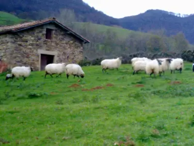 Animales en el albergue o alrededores