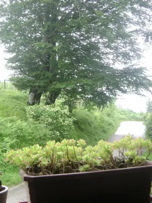 Jardín al aire libre en Hostal Venta San Blas