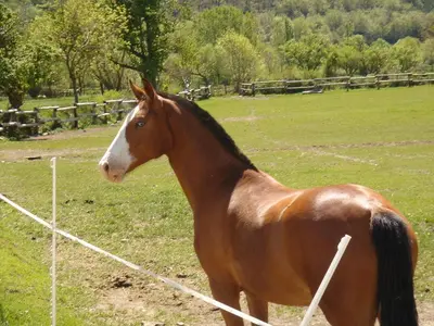 Animales en the country house o alrededores