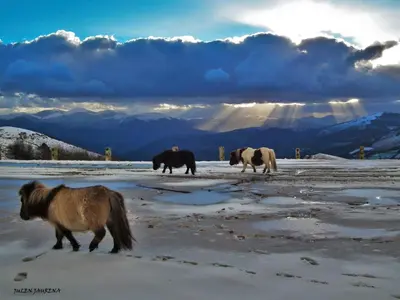 Animales en the country house o alrededores