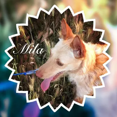 Mascotas con sus dueños en BIESCAS-PIRINEO-RELAX