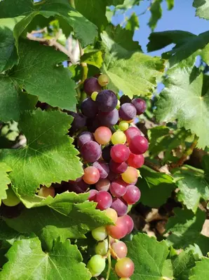 Jardín al aire libre en Guara VIVA Abiego