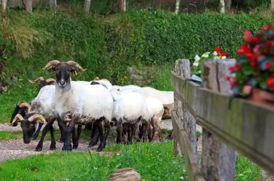 Animales en the country house o alrededores