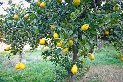 Plano de Hort de Mao