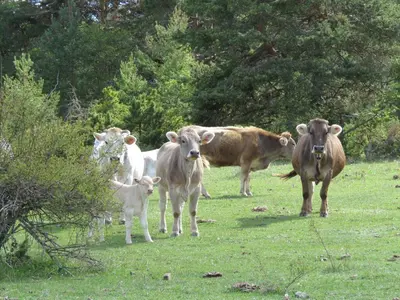 Animales en la casa o chalet o alrededores