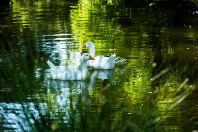 Animales en the country house o alrededores