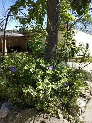 Jardín al aire libre en camping yaso-guara