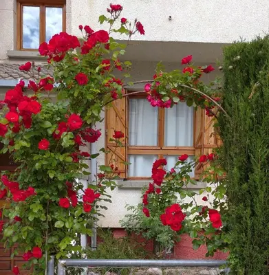 Jardín al aire libre en villa cocolo