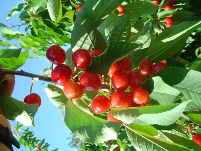 Jardín al aire libre en Casa Rural Casa Puntes