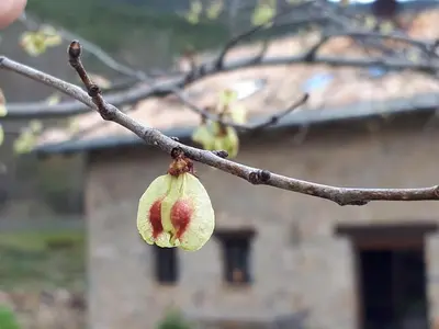 Plano de Albergue A'Noguera