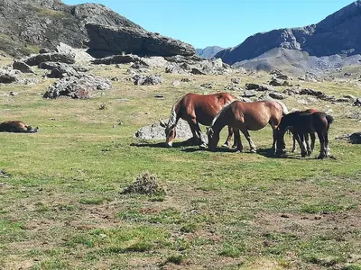 Animales en el apartamento o alrededores