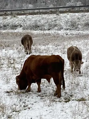 Animales en la casa o chalet o alrededores