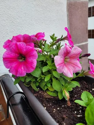 Jardín al aire libre en Gamioa-ttiki