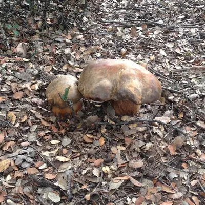 Animales en la casa o chalet o alrededores