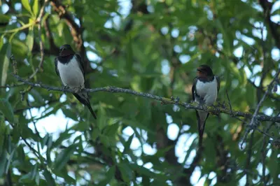 Animales en la casa o chalet o alrededores