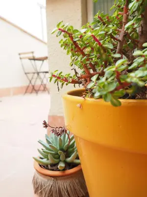 Jardín al aire libre en Apartaments la Rambla - Licorella - 4 persones
