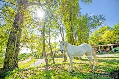 Animales en el apartamento o alrededores