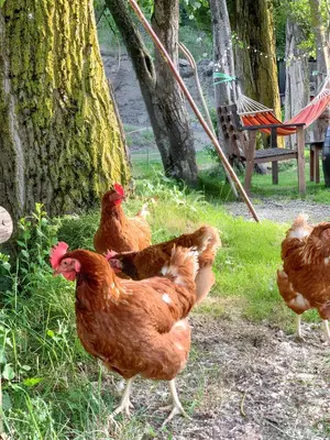 Animales en el apartamento o alrededores