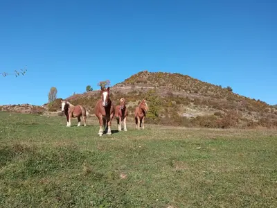 Animales en el apartamento o alrededores