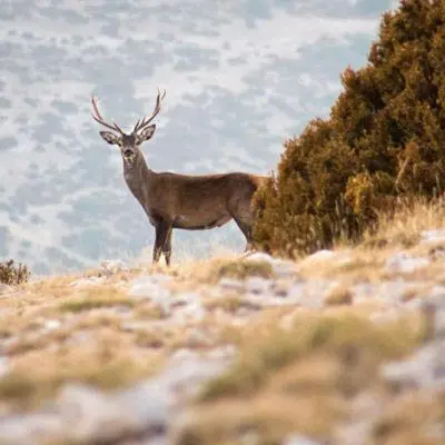 Animales en the country house o alrededores