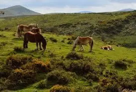 Animales en la casa o chalet o alrededores
