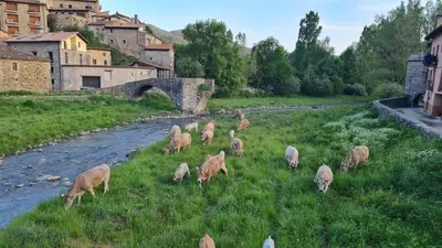Animales en el apartamento o alrededores