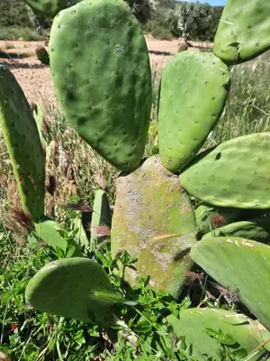 Jardín al aire libre en Campo Golden Heritage OFF GRID