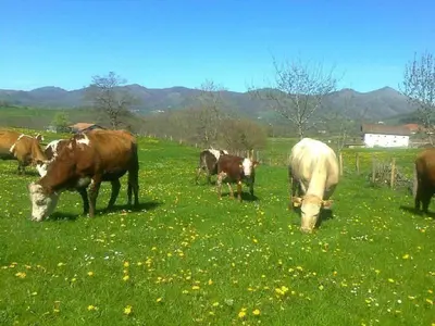 Animales en el agroturismo o alrededores