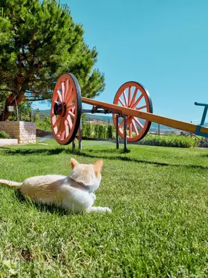 Mascotas con sus dueños en Casa Albaitar - con Piscina y Sala de juegos