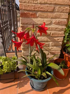 Jardín al aire libre en Casa Raichu - Pilgrim Guesthouse