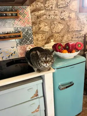 Mascotas con sus dueños en Masiadenjust