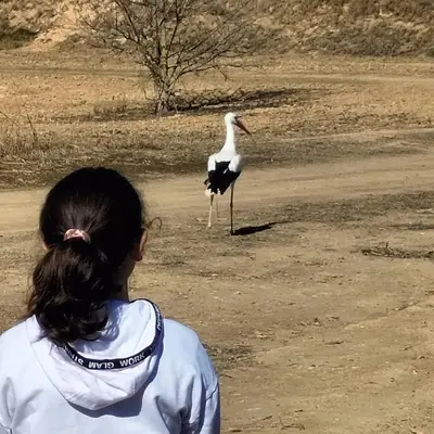 Animales en la casa o chalet o alrededores