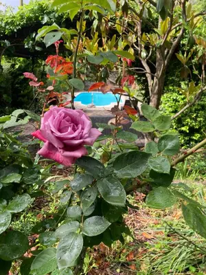 Jardín al aire libre en El Cau de Cal Quimet