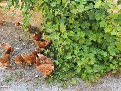 Animales en el apartamento o alrededores