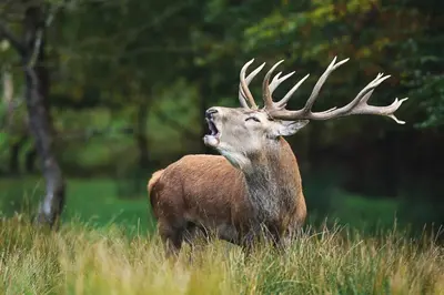 Animales en el camping o alrededores
