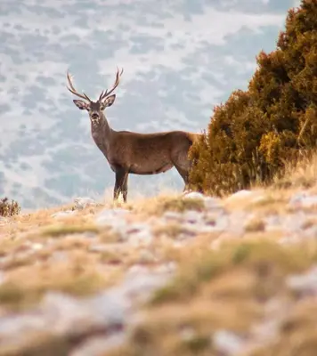 Animales en el apartamento o alrededores
