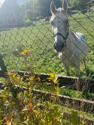 Animales en el apartamento o alrededores