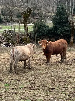 Animales en el apartamento o alrededores